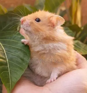 Hamsters/ හැම්ස්ටර්