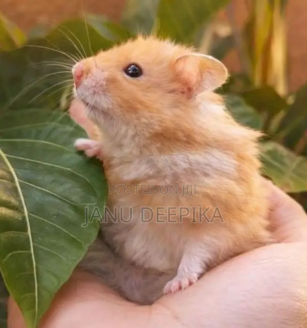 Hamsters/ හැම්ස්ටර්
