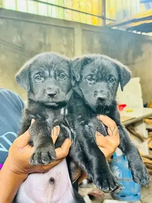 Labrador and German Shepherd Mix Puppies