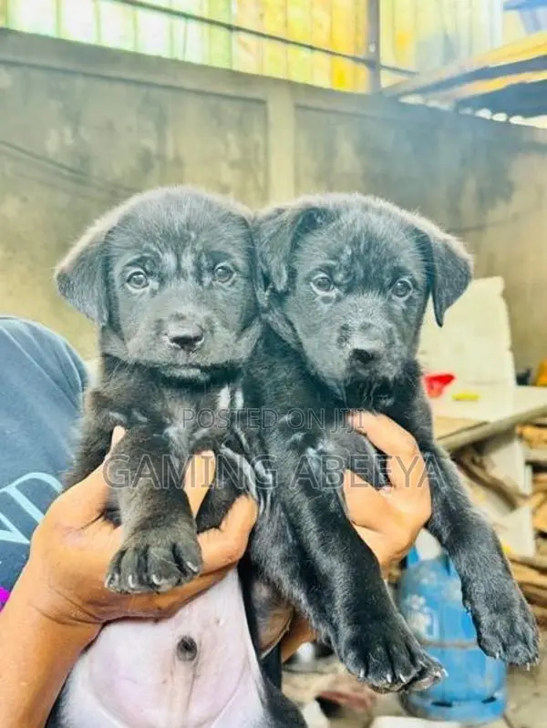 Labrador and German Shepherd Mix Puppies