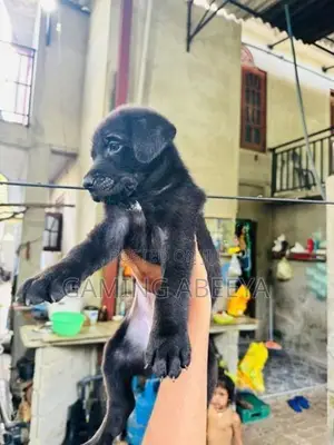 Labrador and German Shepherd Mix Puppies