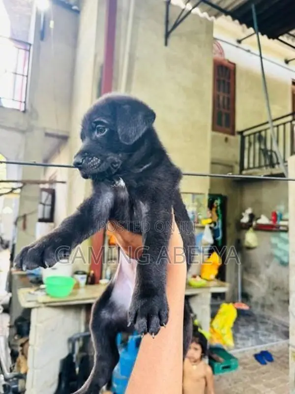 Labrador and German Shepherd Mix Puppies