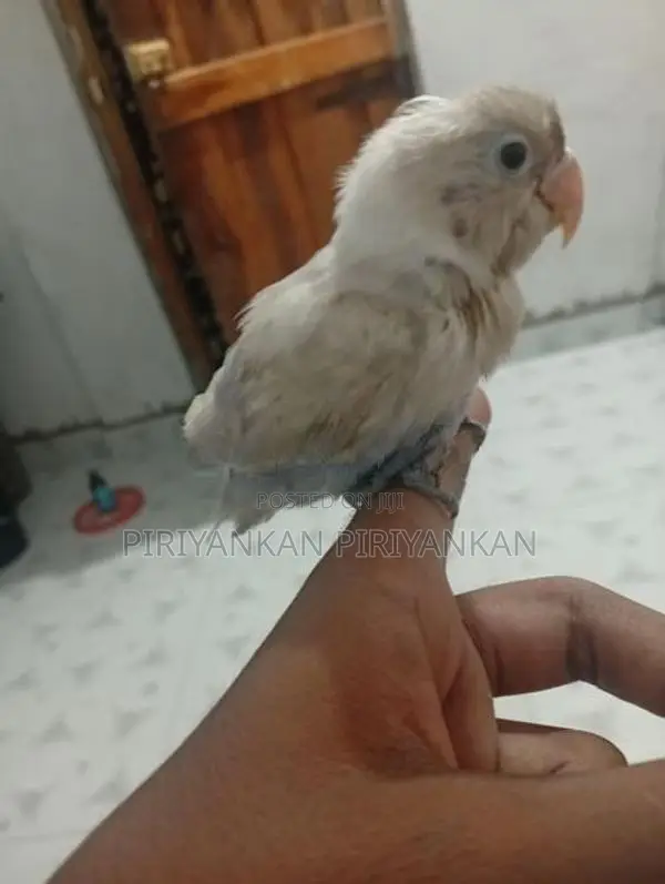 African Love Birds Hand Tamend