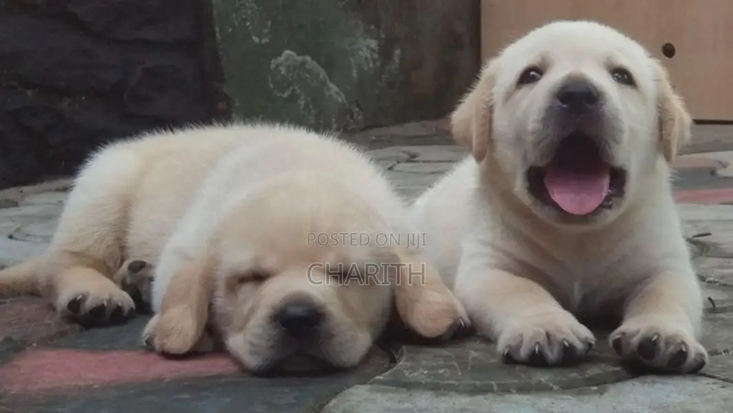 Labrador Puppies ( Pure Breed )