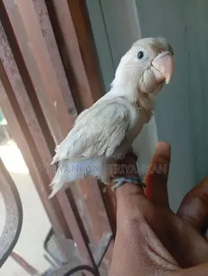 African Love Birds Hand Tamend