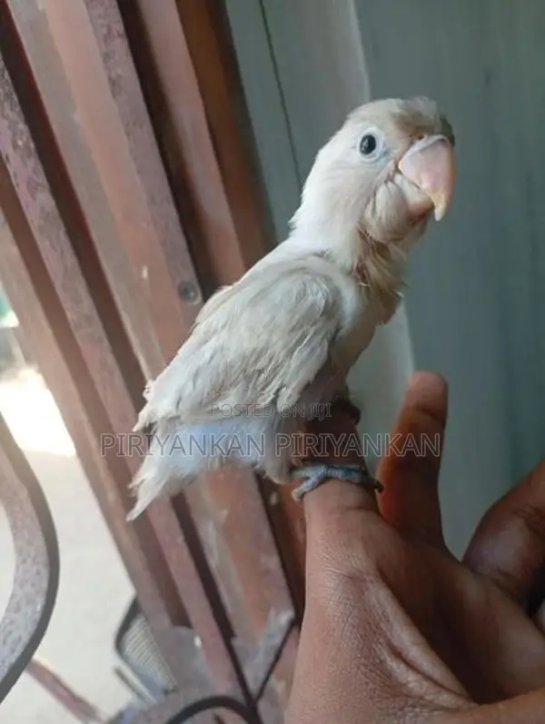 African Love Birds Hand Tamend