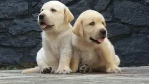 Labrador Puppies ( Pure Breed )