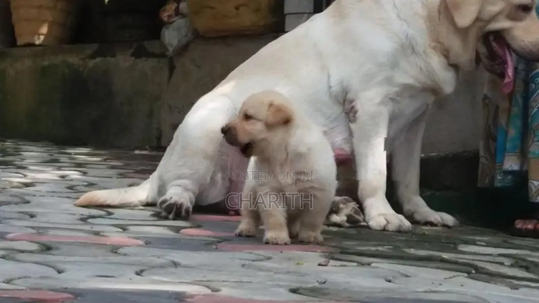 Labrador Puppies ( Pure Breed )
