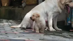 Labrador Puppies ( Pure Breed )