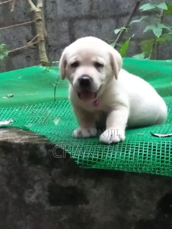 Labrador Puppies ( Pure Breed )