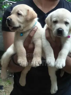 Labrador Puppies ( Pure Breed )