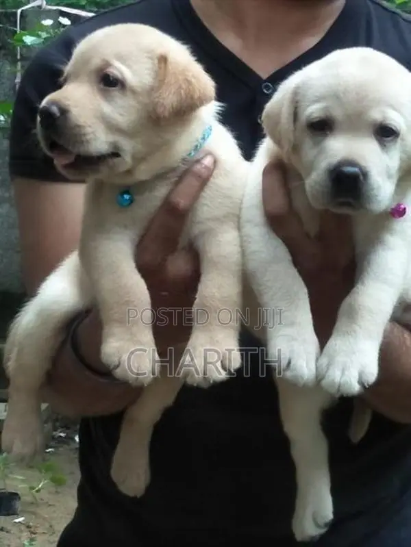 Labrador Puppies ( Pure Breed )