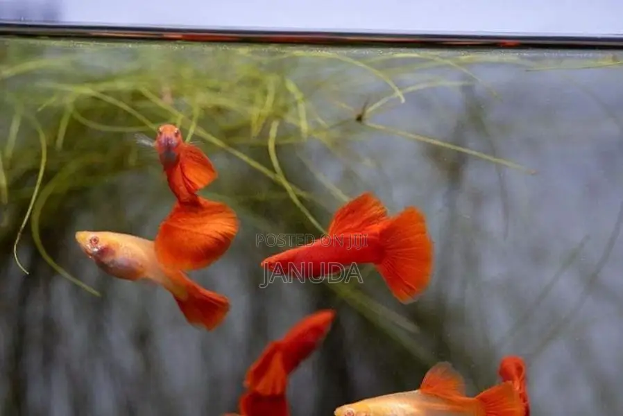 Albino Full Red Guppy