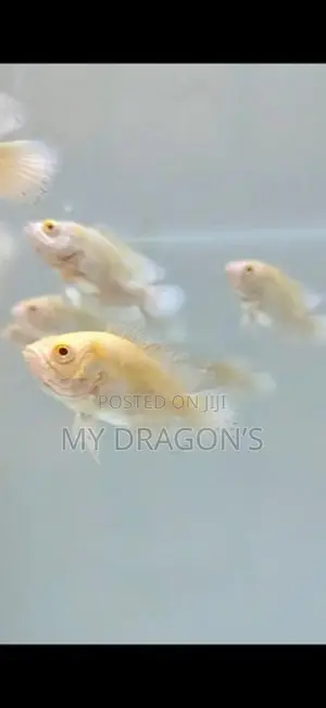 Albino oscar
