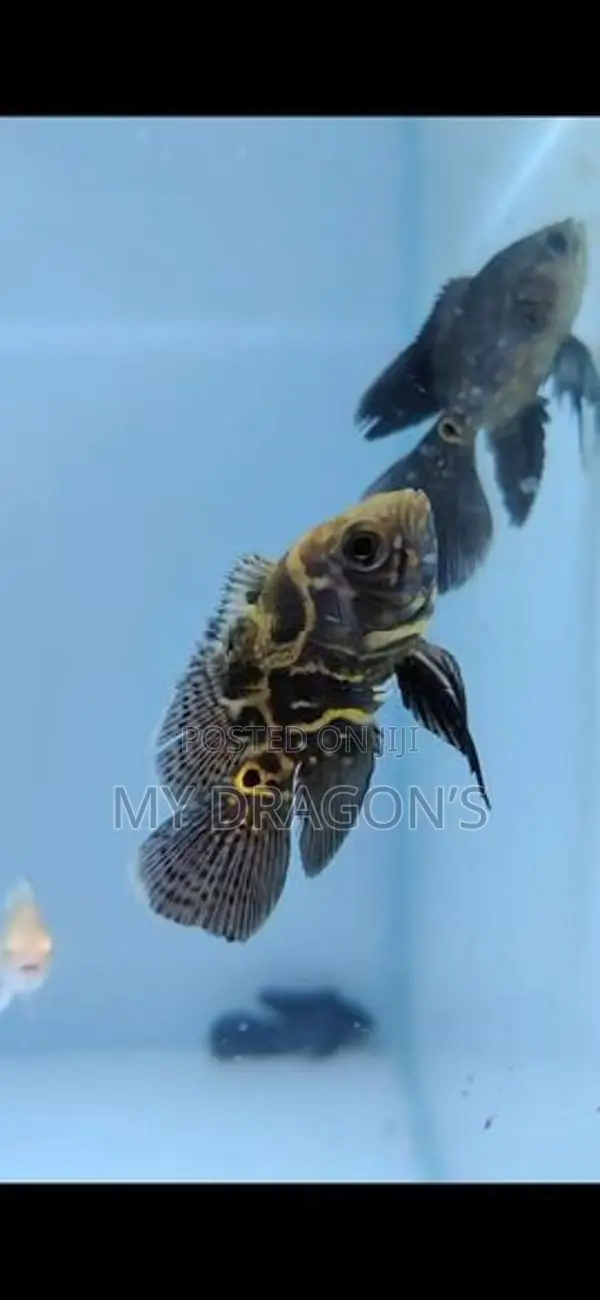Black Tiger oscar (wailltail)