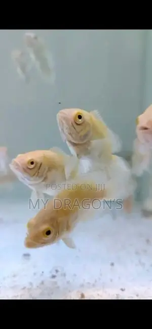 Albino oscar