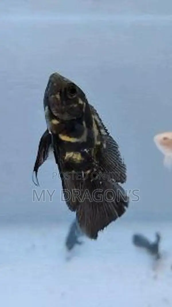 Black Tiger oscar (wailltail)