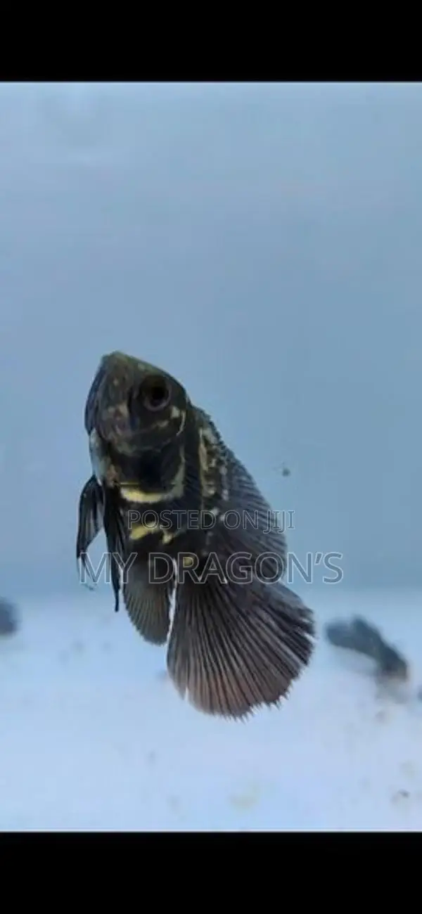 Black Tiger oscar (wailltail)