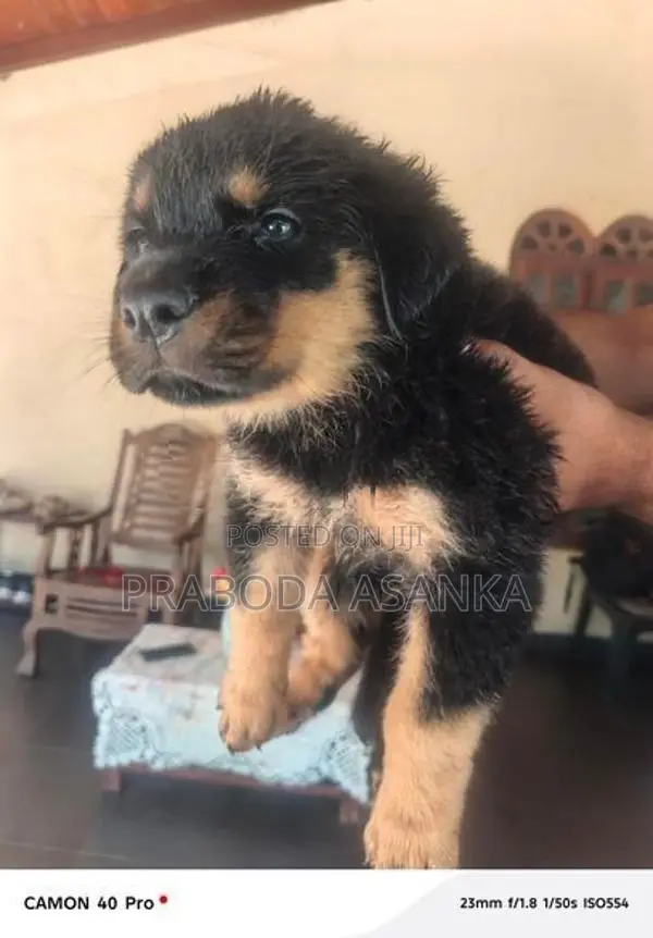 Rottweiler Puppies