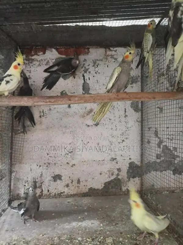 Cockatiel Chicks