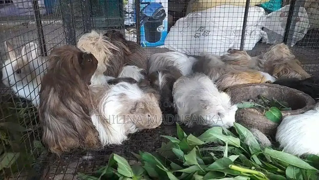 Guinea Pig