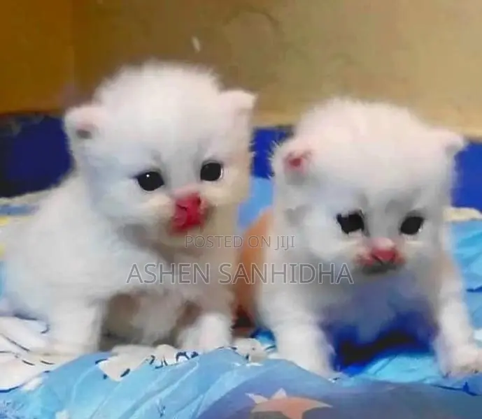 Persian Cat