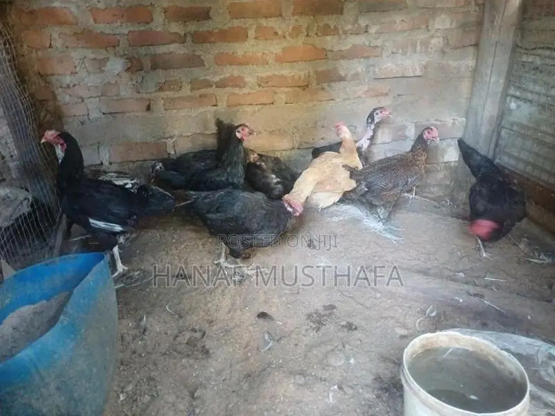 Farm Chickens
