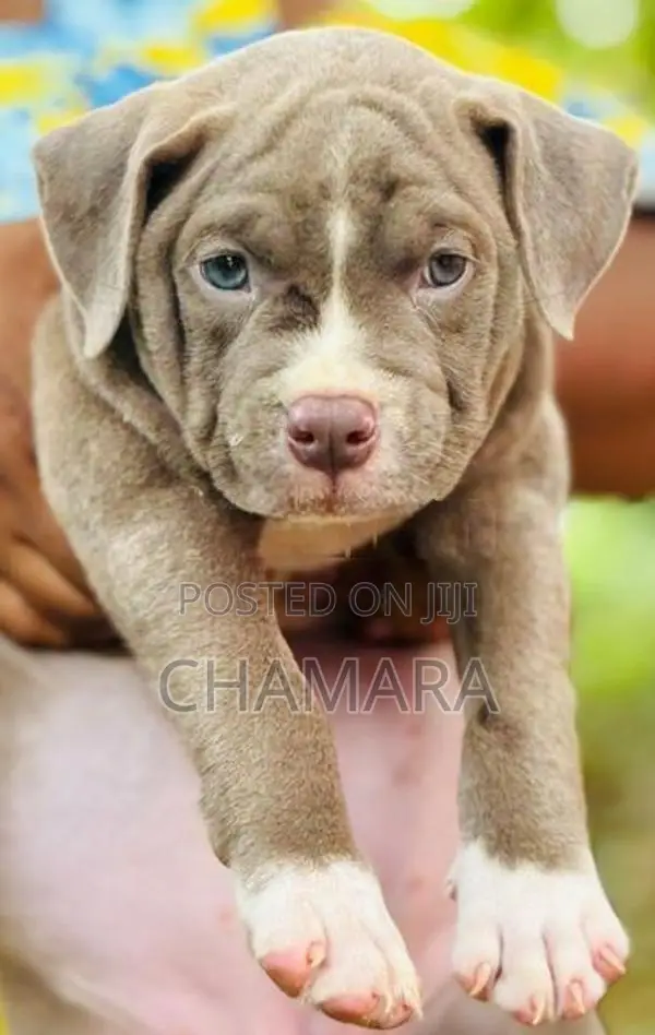 Xl American Bully Puppies