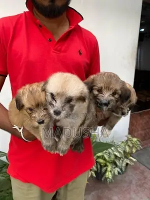 Mini Terrier Puppies