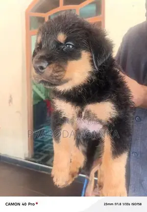 Rottweiler Puppies
