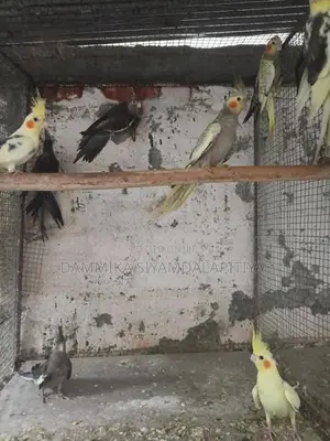 Cockatiel Chicks