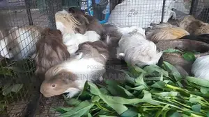 Guinea Pig