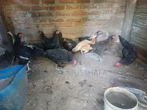 Farm Chickens