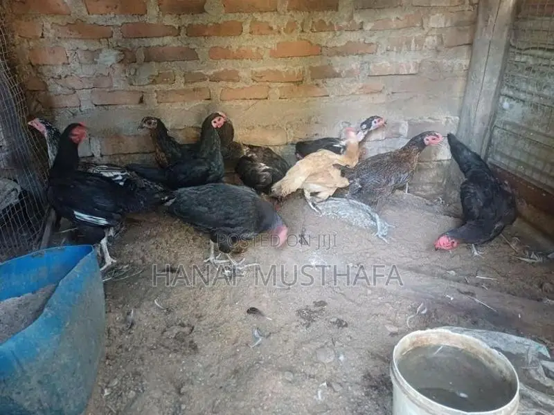 Farm Chickens
