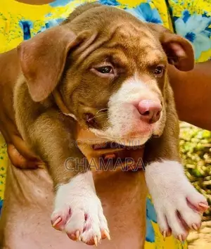 Xl American Bully Puppies