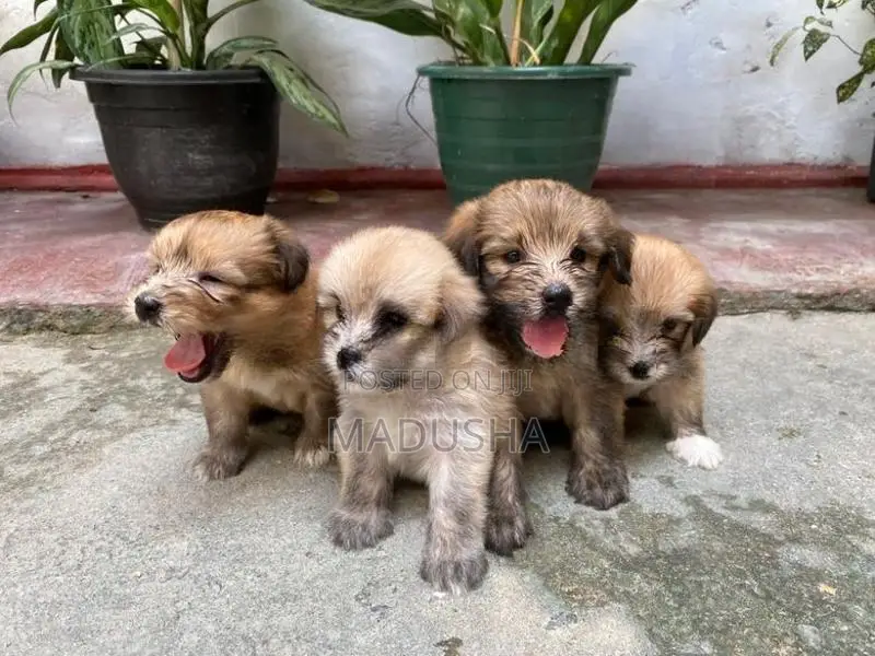 Mini Terrier Puppies