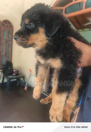 Rottweiler Puppies