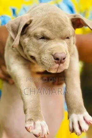 Xl American Bully Puppies