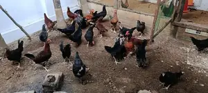 Farm Chicken