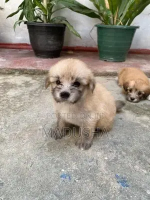 Mini Terrier Puppies