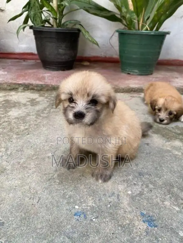Mini Terrier Puppies