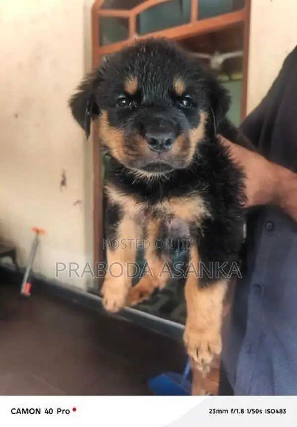 Rottweiler Puppies