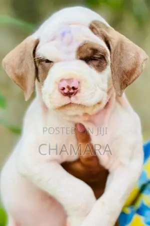 Xl American Bully Puppies