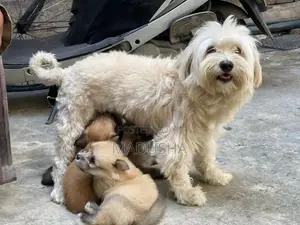 Mini Terrier Puppies