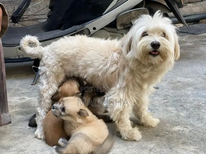 Mini Terrier Puppies