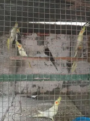 Cockatiel Chicks