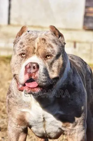 Xl American Bully Puppies