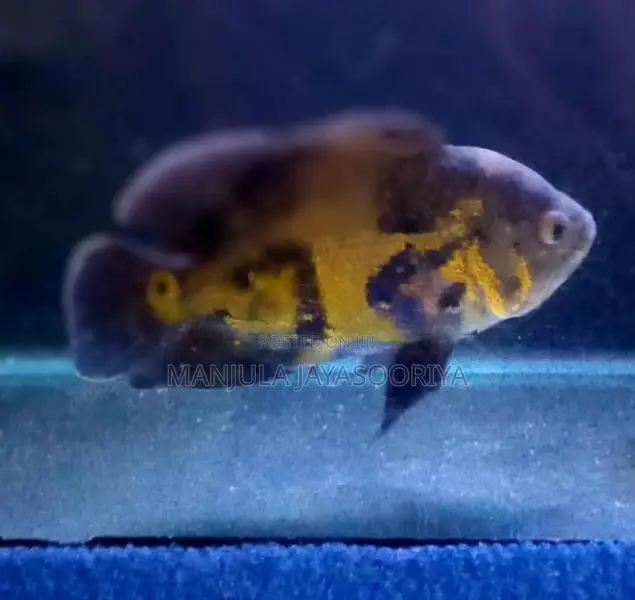 Oscar Fish