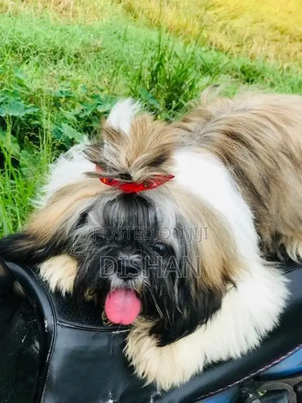Shih Tzu Male Puppies