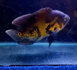 Oscar Fish
